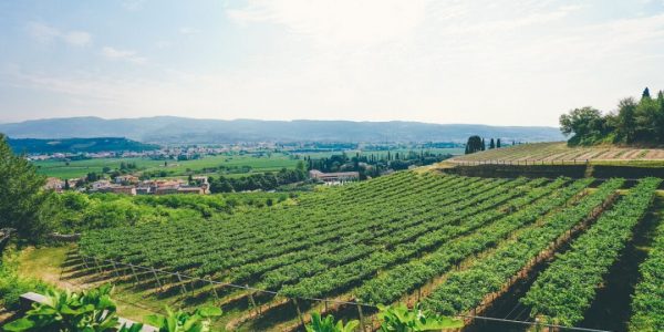 Amarone Wine Tour in Valpolicella_header