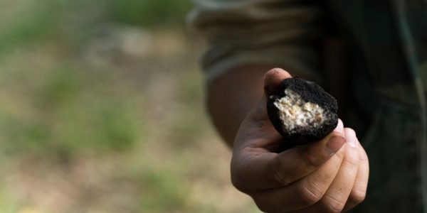 Truffle Hunting Experience in the Langhe, Langhe tour, Experience Piedmont, what to do near Turin, Truffle hunting Italy