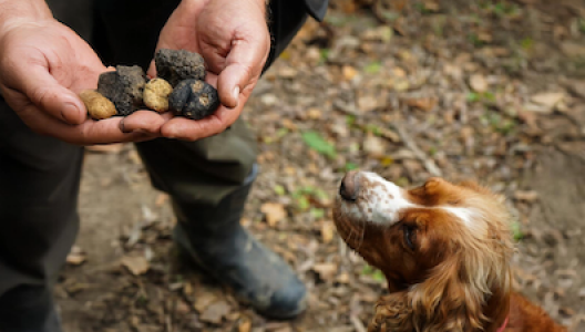 Truffle hunting in the valpolicella hills, private experience in verona, verona tours, what to do in verona, truffle hunting italy, experiences in italy