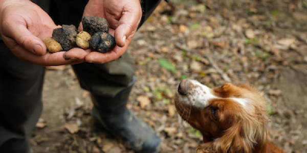 Truffle hunting in the valpolicella hills, private experience in verona, verona tours, what to do in verona, truffle hunting italy, experiences in italy